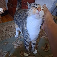 Lunasugarnermal joined the competition — help win amazing prizes! animal, carpet, cat, close_up, content, domestic, feline, floor, hand, happy, home, indoor, person_hand, pet, relaxed, scratching, tabby, tail, whiskers, white_paws