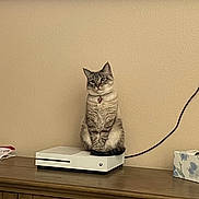 Mochi is registered to the contest to win money with this photo: cat, gaming_console, feline, indoor, wooden_dresser, beige_wall, pet, sitting, blue_eyes, curious, domestic_animal, collar, electronics, cord, tabletop, household, cute, portrait, still_life, resting