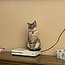 cat, gaming_console, feline, indoor, wooden_dresser, beige_wall, pet, sitting, blue_eyes, curious, domestic_animal, collar, electronics, cord, tabletop, household, cute, portrait, still_life, resting