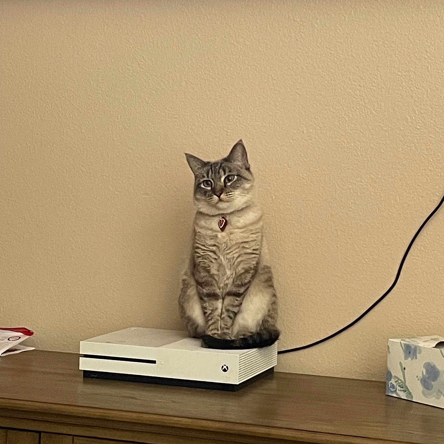 Mochi is registered to the contest to win money with this photo: cat, gaming_console, feline, indoor, wooden_dresser, beige_wall, pet, sitting, blue_eyes, curious, domestic_animal, collar, electronics, cord, tabletop, household, cute, portrait, still_life, resting