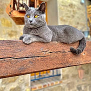 Plume a rejoint le concours — aidez-le/la à gagner de superbes lots ! cat, gray_cat, yellow_eyes, wooden_beam, lounging, outdoor, stone_wall, rustic, window, fence, tail, paw, animal, pet, closeup, daylight, relaxed, domestic_cat, architecture, background_blur