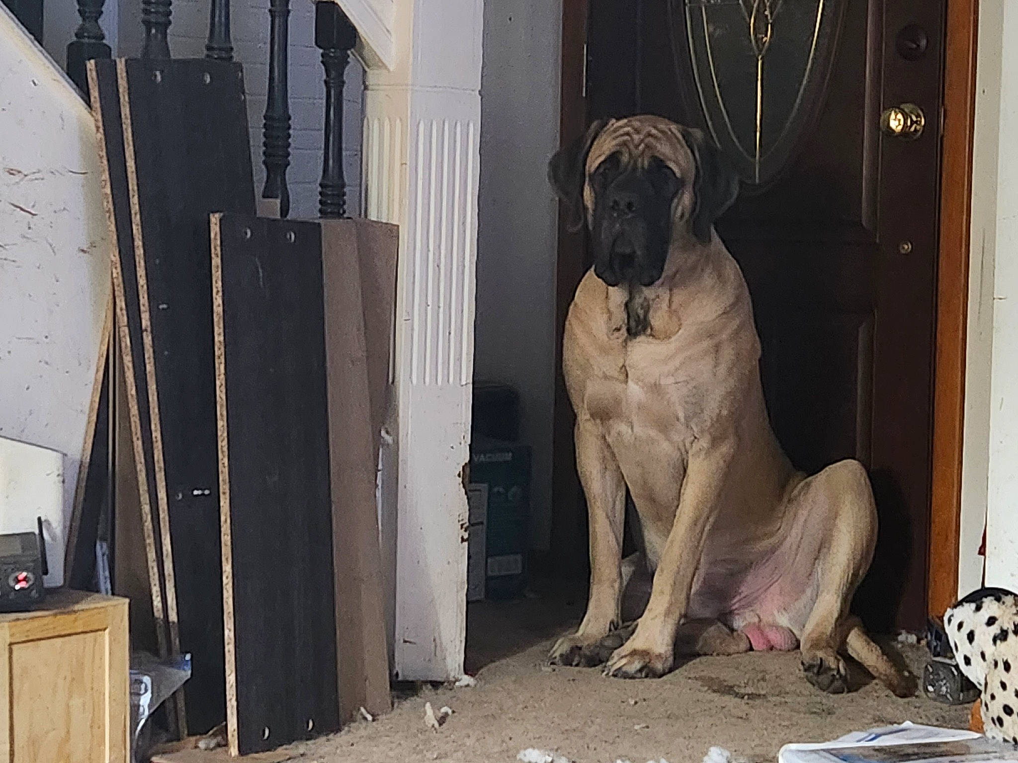 Maximus is registered to the contest to win money with this photo: art, cabinetry, canidae, carnivore, companion_dog, dog, dog_breed, door, fawn, flooring, gas, guard_dog, machine, molosser, shar_pei, snout, sporting_group, wood, working_animal, working_dog