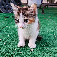 Cutie joined the competition — help win amazing prizes! adorable, animal, cat, curious, cute, domestic_cat, ears, eyes, fluffy, fur, green_grass, kitten, mammal, nature, outdoor, pet, small, walking, whiskers, young