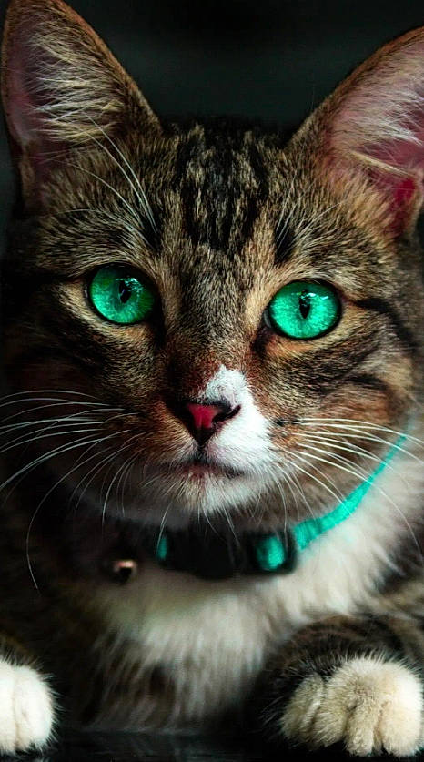 Cacahuète a rejoint le concours — aidez-le/la à gagner de superbes lots ! carnivore, cat, close_up, collar, curious, domestic_short_haired_cat, door, felidae, fur, grass, iris, paw, plant, small_to_medium_sized_cats, snout, terrestrial_animal, tree, whiskers, wildlife, window