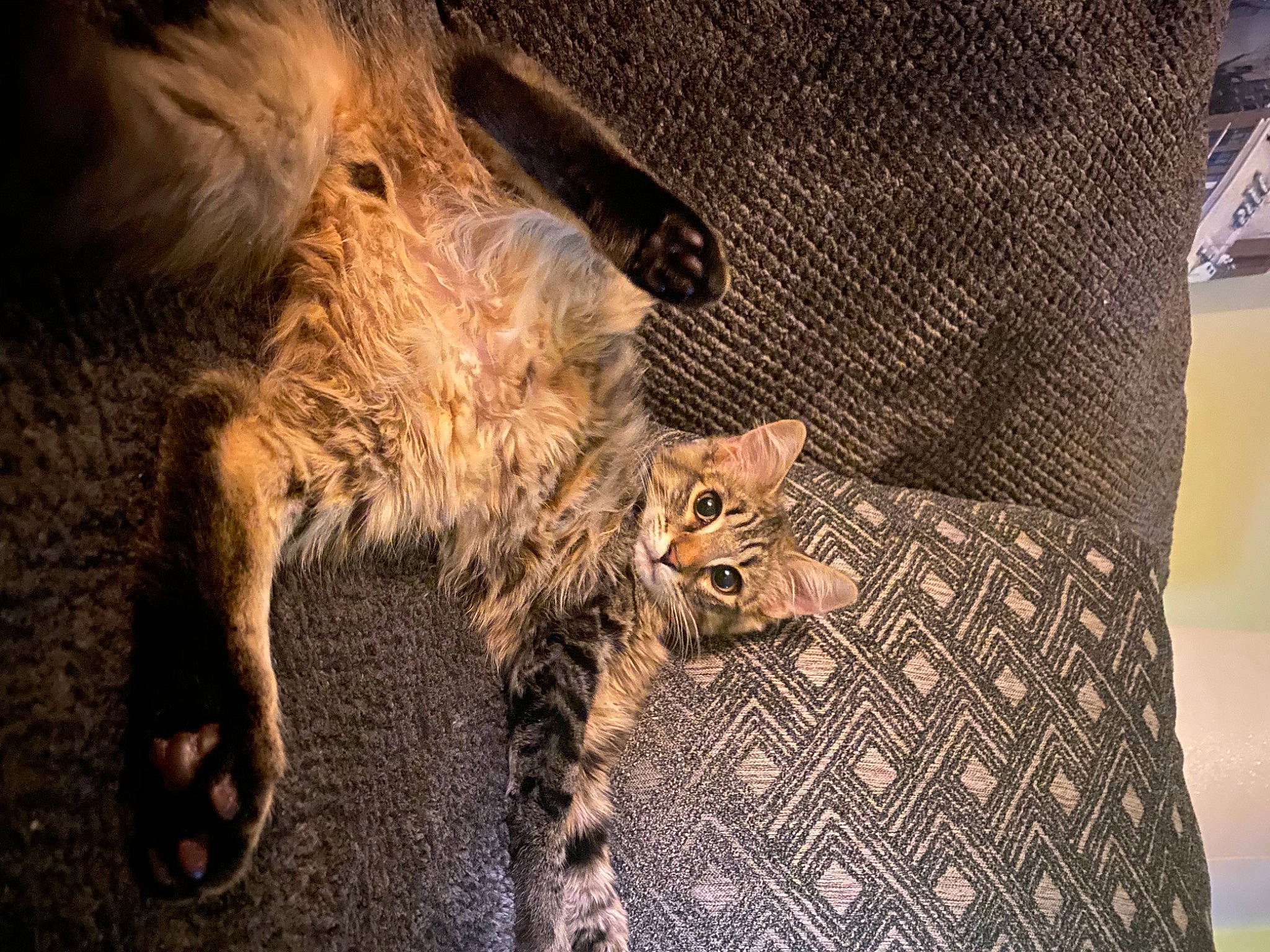 Bart is registered to the contest to win money with this photo: carnivore, cat, claw, fawn, felidae, fur, kitten, organism, paw, small_terrier, small_to_medium_sized_cats, tail, terrestrial_animal, vertebrate, whiskers