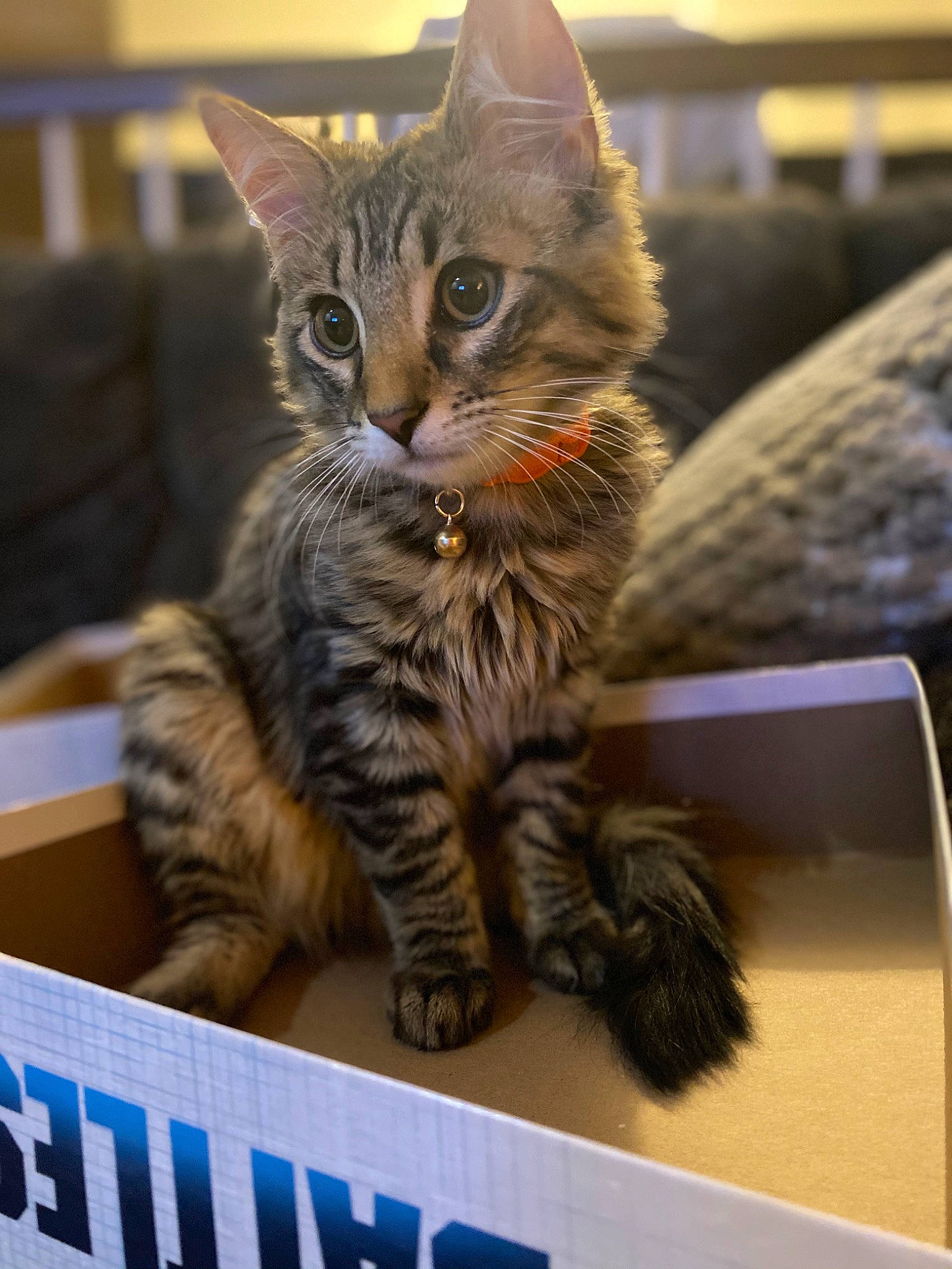 Bart is registered to the contest to win money with this photo: carnivore, cat, claw, curious, domestic_short_haired_cat, felidae, fur, kitten, paw, pet_supply, small_to_medium_sized_cats, snout, tabby_cat, tail, terrestrial_animal, toe, whiskers