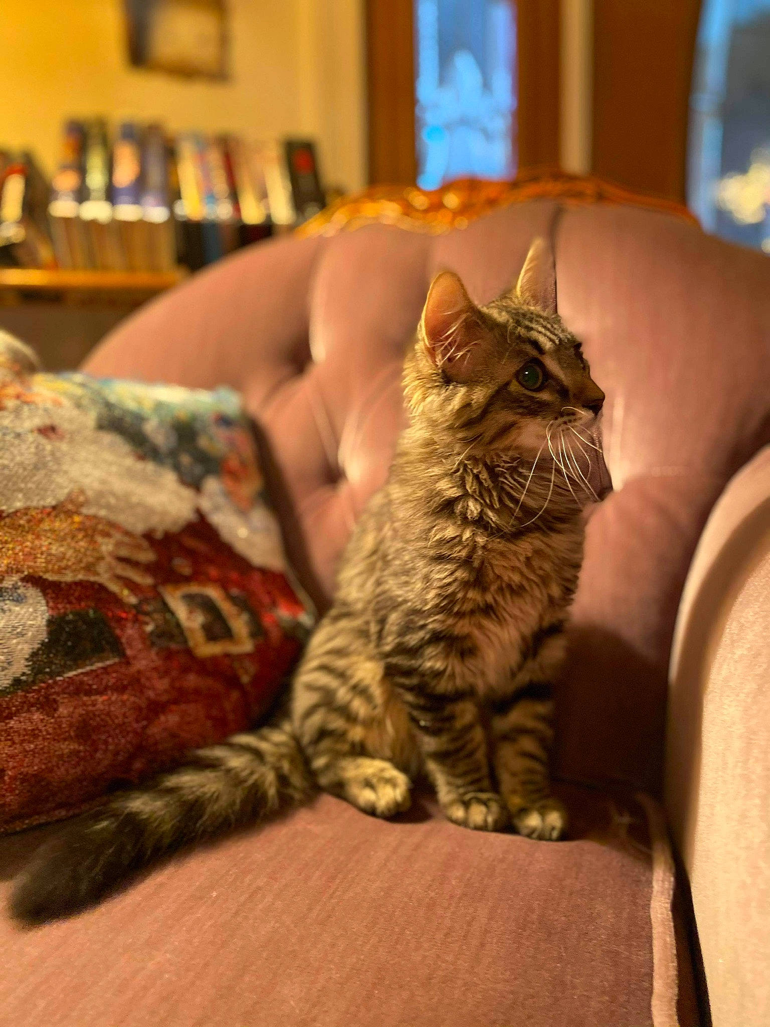 Bart joined the competition — help win amazing prizes! bookcase, carnivore, cat, comfort, couch, felidae, fur, home_accessories, living_room, picture_frame, shelf, shelving, small_to_medium_sized_cats, stuffed_toy, tabby_cat, tail, throw_pillow, toe, vertebrate, whiskers