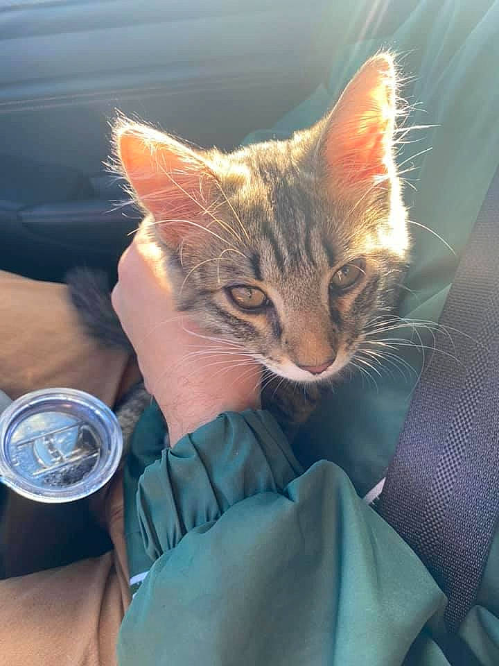 Bart is registered to the contest to win money with this photo: analog_watch, carnivore, cat, domestic_short_haired_cat, felidae, headlamp, small_to_medium_sized_cats, tabby_cat, whiskers