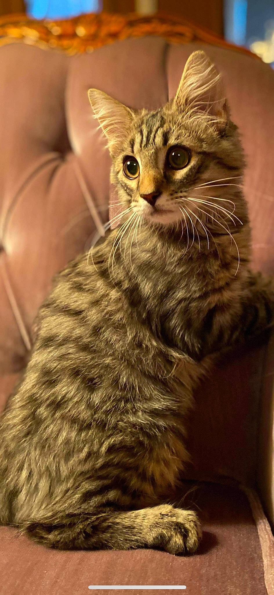 Bart is registered to the contest to win money with this photo: carnivore, cat, cat_supply, domestic_short_haired_cat, fawn, felidae, fur, iris, kitten, liver, pet_supply, small_to_medium_sized_cats, snout, tail, terrestrial_animal, vertebrate, whiskers