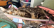 Moose is registered to the contest to win money with this photo: cat, tabby_cat, sleeping, bed, pouch, zipper, stuffed_toy, cable, charging_cable, purse, quilted_bag, clothing, plastic_container, chair, drawer, room, indoor, striped_bedspread, relaxing, nap