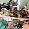 cat, tabby_cat, sleeping, bed, pouch, zipper, stuffed_toy, cable, charging_cable, purse, quilted_bag, clothing, plastic_container, chair, drawer, room, indoor, striped_bedspread, relaxing, nap