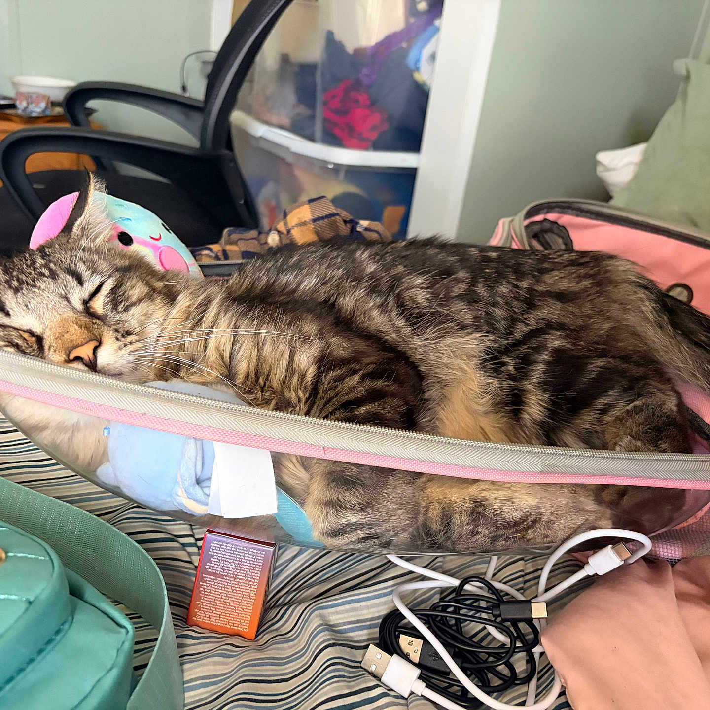 Moose is registered to the contest to win money with this photo: cat, tabby_cat, sleeping, bed, pouch, zipper, stuffed_toy, cable, charging_cable, purse, quilted_bag, clothing, plastic_container, chair, drawer, room, indoor, striped_bedspread, relaxing, nap