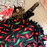 Moose joined the competition — help win amazing prizes! cat, tabby, sleeping, paw, blanket, patterned_blanket, red, green, black, gray, bed, cozy, resting, feline, pet, indoor, soft, warm, comfort, animal