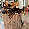 Moose joined the competition — help win amazing prizes! cat, tabby_cat, black_cat, chair, living_room, bookshelf, television, carpet, toy, home_interior, furniture, relaxed, pet, animal, indoor, houseplant, box, photography, cozy, window