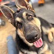 Buck is registered to the contest to win money with this photo: dog, german_shepherd, close_up, animal, pet, outdoor, tongue_out, happy, ears_up, brown_eyes, fur, canine, muzzle, portrait, looking_at_camera, playful, blurred_background, friendly, young_dog, cute