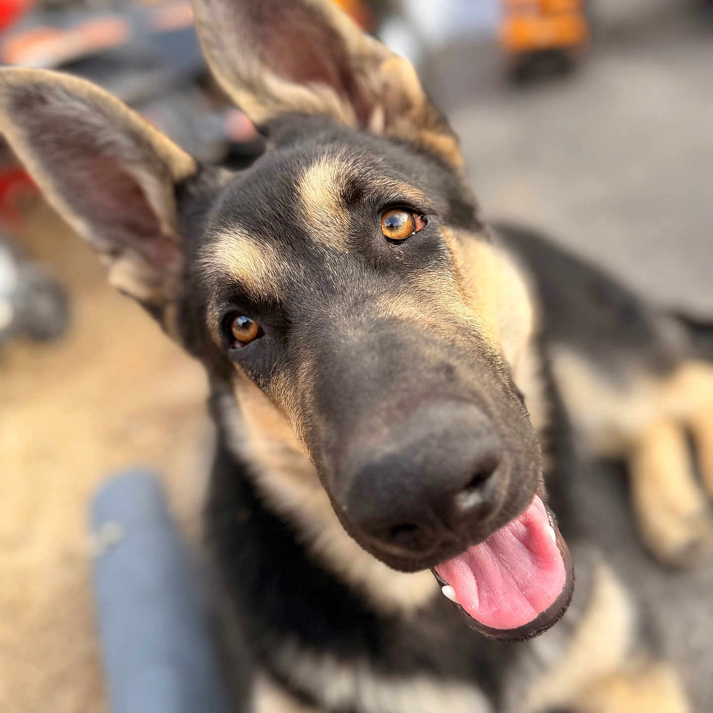 Buck is registered to the contest to win money with this photo: dog, german_shepherd, close_up, animal, pet, outdoor, tongue_out, happy, ears_up, brown_eyes, fur, canine, muzzle, portrait, looking_at_camera, playful, blurred_background, friendly, young_dog, cute