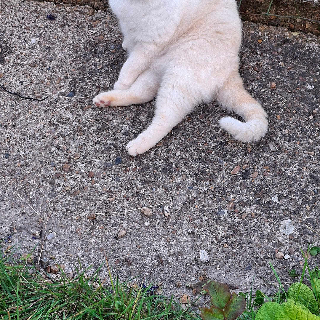 Chouchou