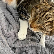 Chico joined the competition — help win amazing prizes! cat, tabby, white_paws, sleeping, whiskers, close_up, pet, feline, fur, relaxing, cozy, blanket, gray, indoor, resting, cute, animal, soft, warm, comfort