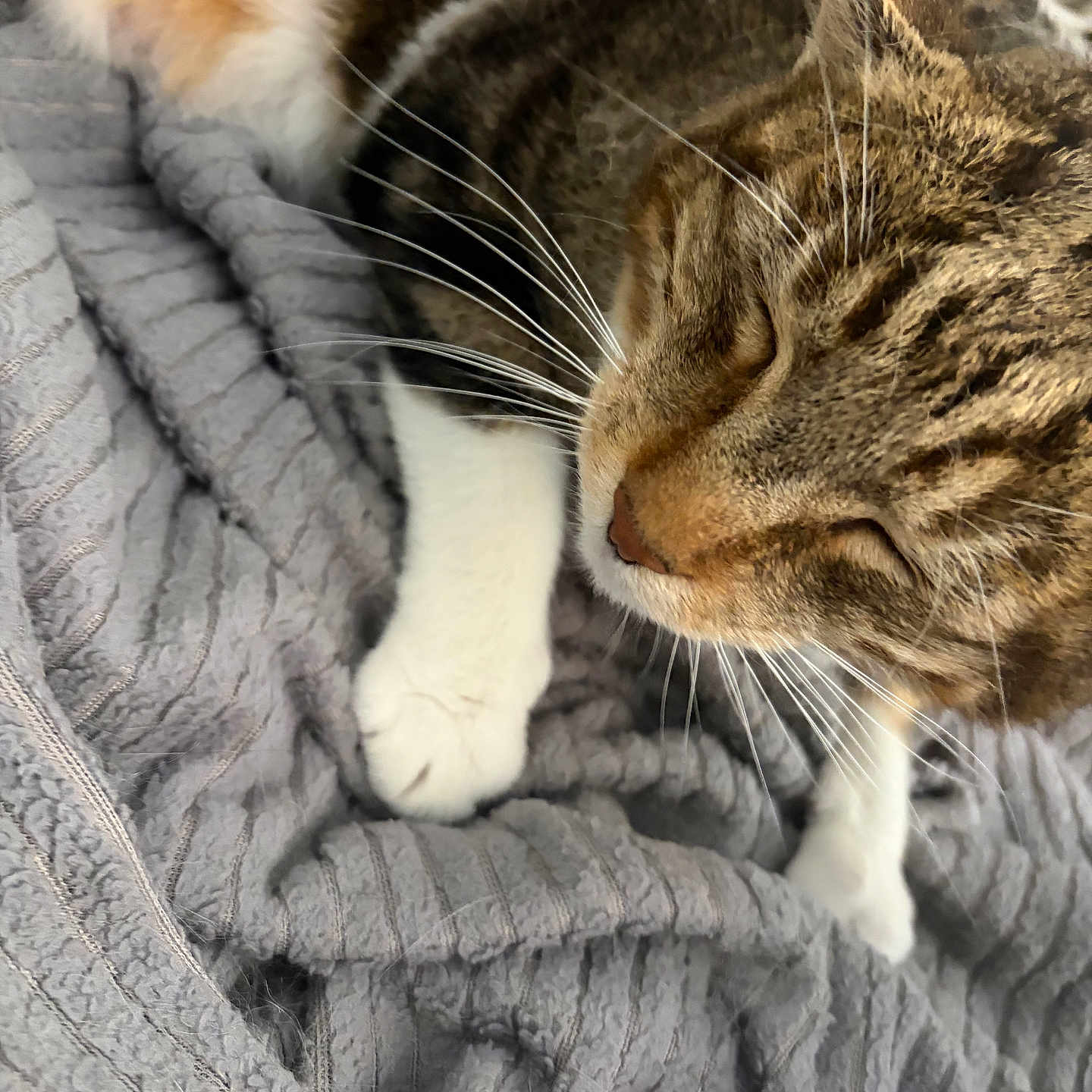 Chico joined the competition — help win amazing prizes! cat, tabby, white_paws, sleeping, whiskers, close_up, pet, feline, fur, relaxing, cozy, blanket, gray, indoor, resting, cute, animal, soft, warm, comfort