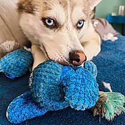 Lilas participe au concours pour gagner de l'argent avec cette photo : dog, husky, blue_eyes, pet, canine, animal, close_up, portrait, lying_down, resting, chewing_toy, plush_toy, rope_toy, blue_toy, fluffy, pointed_ears, indoor, bed, blanket, playful