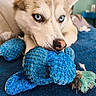 dog, husky, blue_eyes, pet, canine, animal, close_up, portrait, lying_down, resting, chewing_toy, plush_toy, rope_toy, blue_toy, fluffy, pointed_ears, indoor, bed, blanket, playful