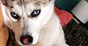 Lilas participe au concours pour gagner de l'argent avec cette photo : dog, puppy, husky, siberian_husky, blue_eyes, pet, animal, portrait, close_up, fluffy, fur, pointed_ears, crossed_paws, being_held, indoors, couch, red_cushion, teal_background, cute, photography