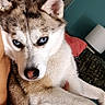dog, puppy, husky, siberian_husky, blue_eyes, pet, animal, portrait, close_up, fluffy, fur, pointed_ears, crossed_paws, being_held, indoors, couch, red_cushion, teal_background, cute, photography