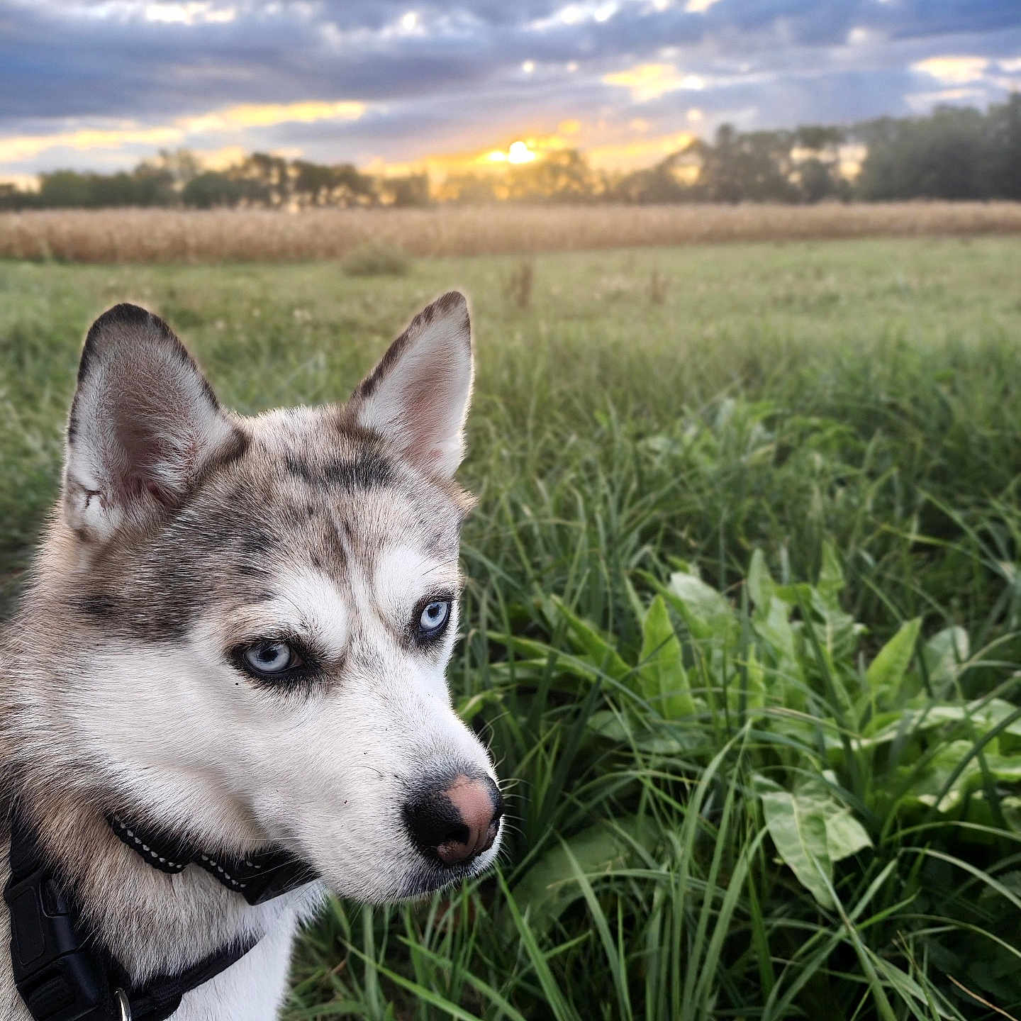 Lilas participe au concours pour gagner de l'argent avec cette photo : dog, husky, siberian_husky, blue_eyes, pet, animal, canine, collar, leash, outdoors, field, grass, meadow, countryside, sunset, clouds, landscape, nature, portrait, close_up
