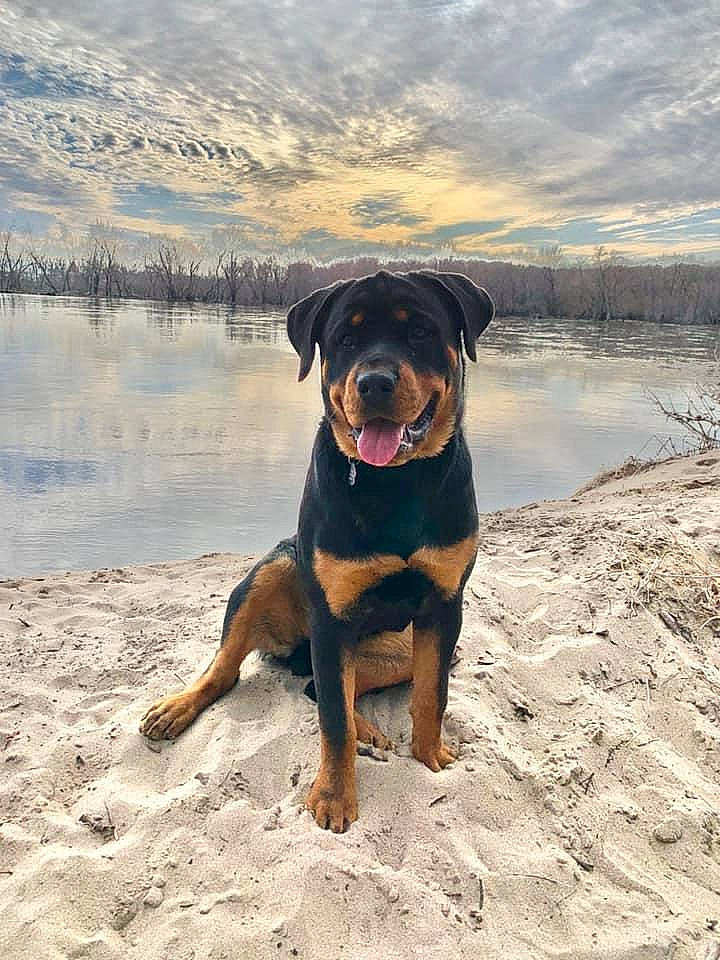 Dom is registered to the contest to win money with this photo: appenzeller_sennenhund, austrian_black_and_tan_hound, beauceron, canidae, carnivore, dog, dog_breed, fawn, guard_dog, huntaway, hunting_dog, mammal, molosser, rare_breed_dog, rottweiler, smaland_hound, sporting_group, transylvanian_hound, vertebrate, working_dog