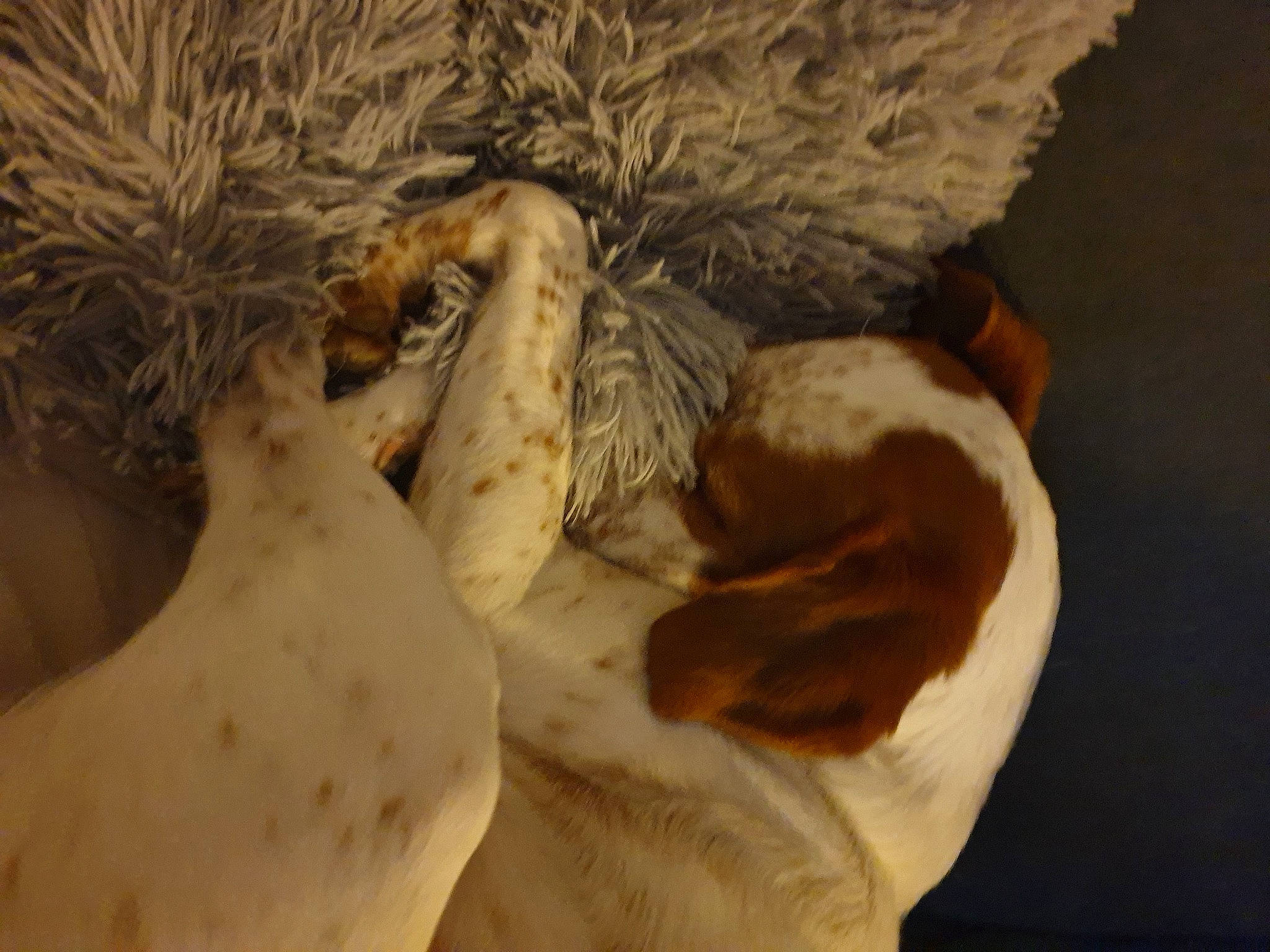 Baila a rejoint le concours — aidez-le/la à gagner de superbes lots ! bed, carnivore, claw, comfort, companion_dog, dog_breed, dress, fawn, feather, felidae, fur, paw, small_to_medium_sized_cats, snout, sporting_group, tail, terrestrial_animal, tree, whiskers, wood