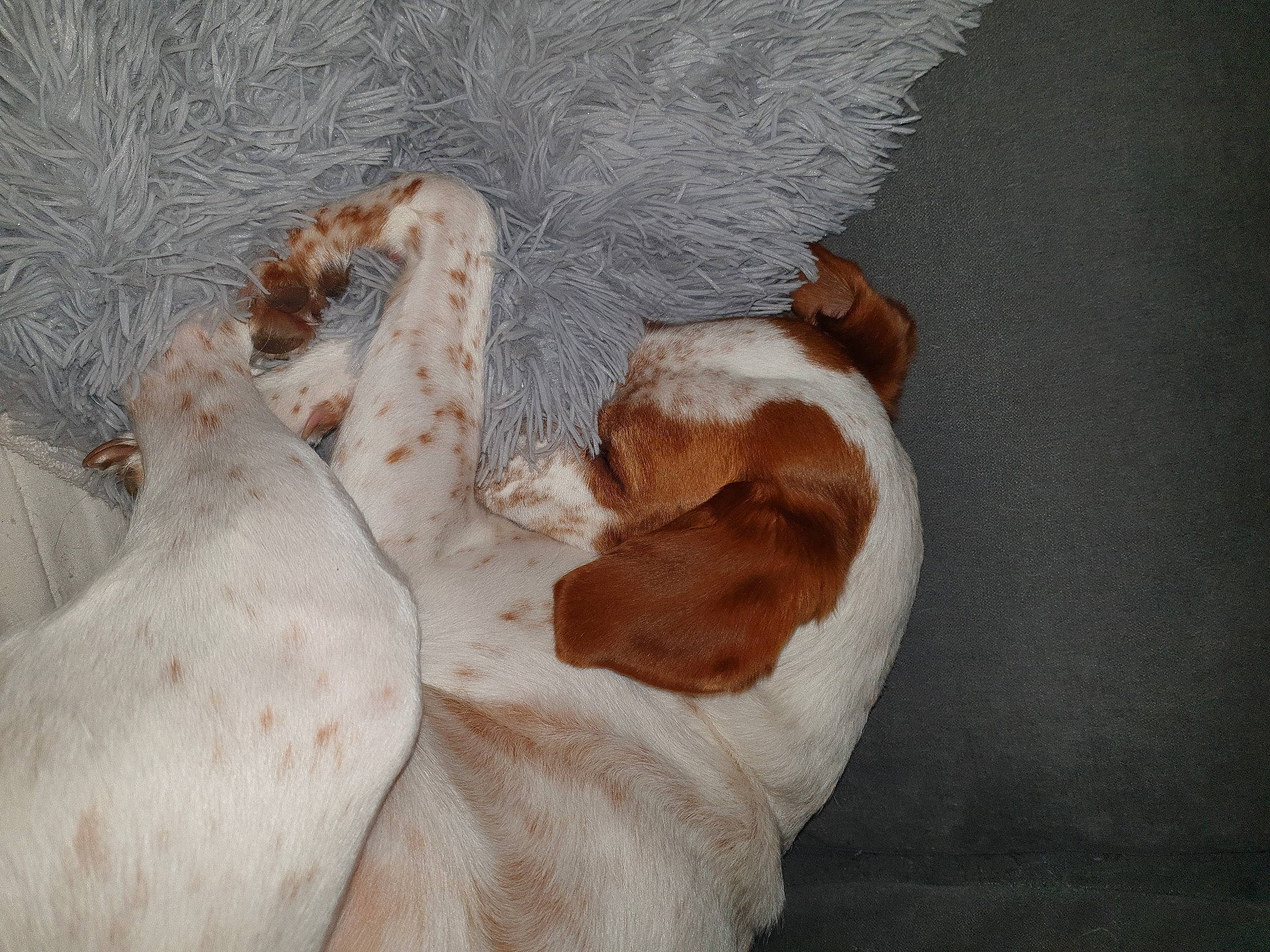 Baila participe au concours pour gagner de l'argent avec cette photo : canidae, carnivore, comfort, companion_dog, dog, dog_breed, fawn, felidae, foot, fur, human_leg, linens, liver, paw, sporting_group, tail, terrestrial_animal, whiskers, wood, working_animal