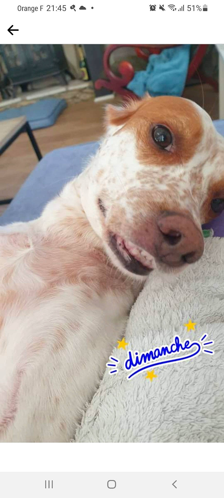 Baila a rejoint le concours — aidez-le/la à gagner de superbes lots ! canidae, carnivore, chair, collar, companion_dog, dog, dog_breed, dog_collar, dog_supply, ear, fawn, fur, hunting_dog, liver, non_sporting_group, pet_supply, photo_caption, sporting_group, whiskers, working_animal