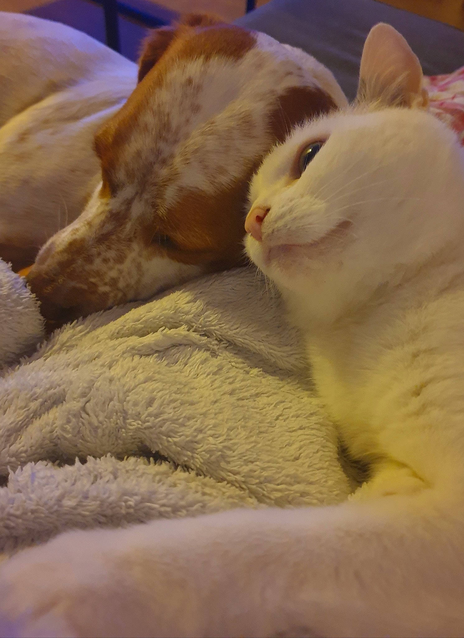 Baila participe au concours pour gagner de l'argent avec cette photo : bed, carnivore, cat, comfort, companion_dog, domestic_short_haired_cat, ear, eye, fawn, felidae, fur, head, linens, nap, paw, small_to_medium_sized_cats, snout, tail, whiskers, wood