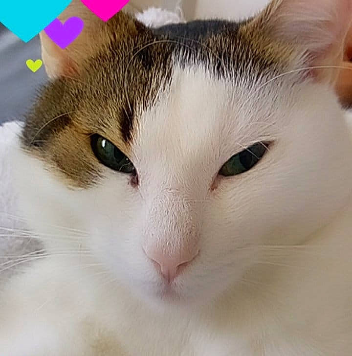 Lucky participe au concours pour gagner de l'argent avec cette photo : carnivore, cat, close_up, comfort, domestic_short_haired_cat, ear, felidae, fur, iris, small_to_medium_sized_cats, snout, whiskers