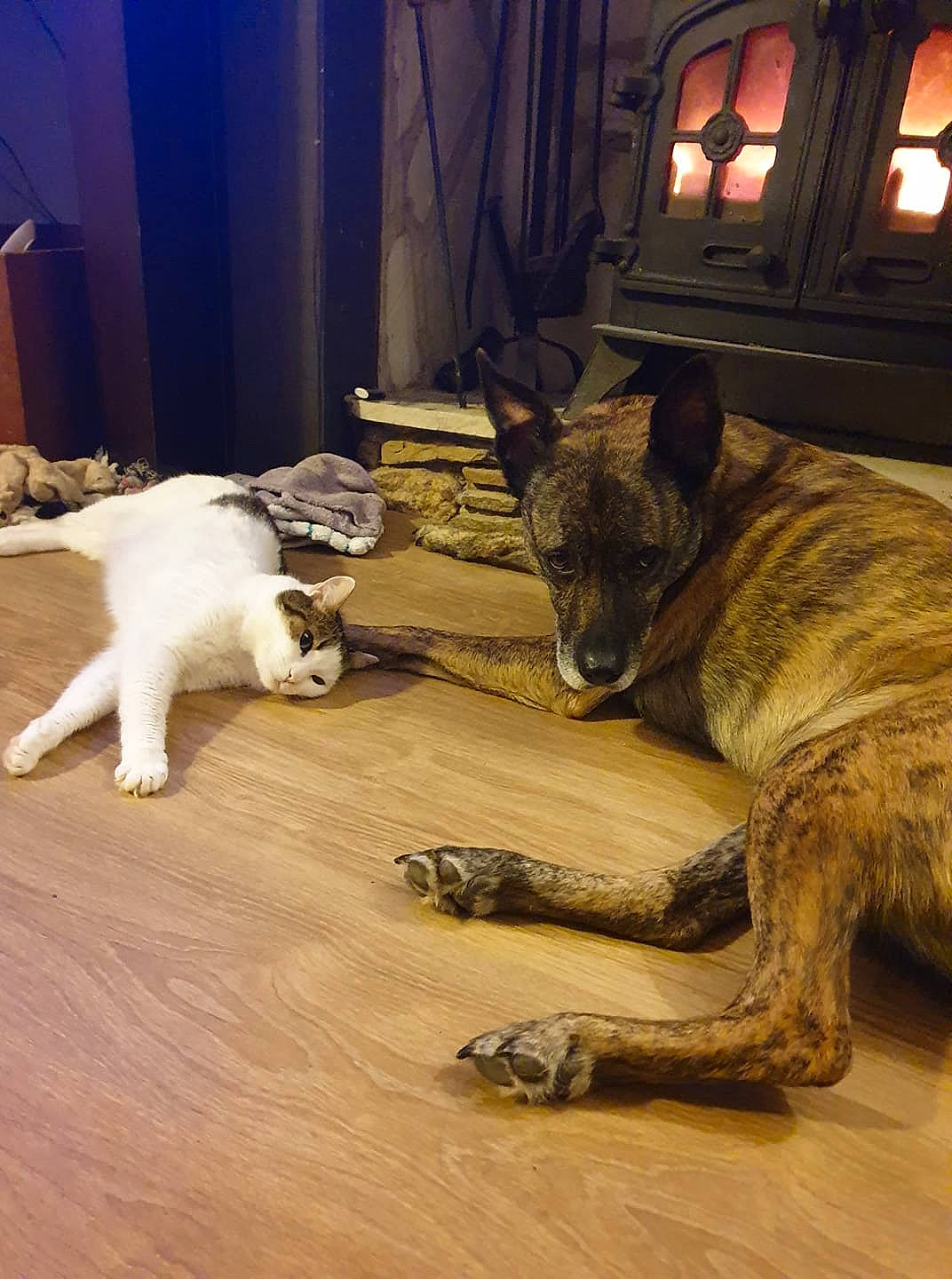 Lucky a rejoint le concours — aidez-le/la à gagner de superbes lots ! carnivore, companion_dog, curtain, dog, dog_breed, fawn, felidae, flooring, fur, german_shepherd_dog, hardwood, small_to_medium_sized_cats, snout, sporting_group, tail, terrestrial_animal, whiskers, window, wood, wood_flooring