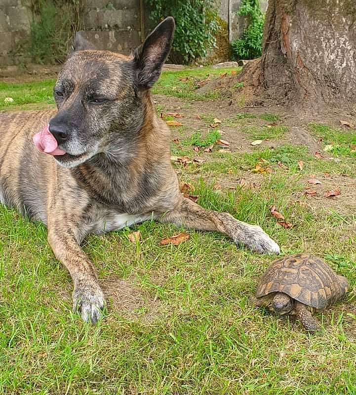 Irka participe au concours pour gagner de l'argent avec cette photo : canidae, cargo_pants, carnivore, dog, dog_breed, fawn, german_shepherd_dog, grass, groundcover, herding_dog, plant, reptile, sporting_group, terrestrial_animal, tree, trunk, wildlife, wood, working_animal, working_dog