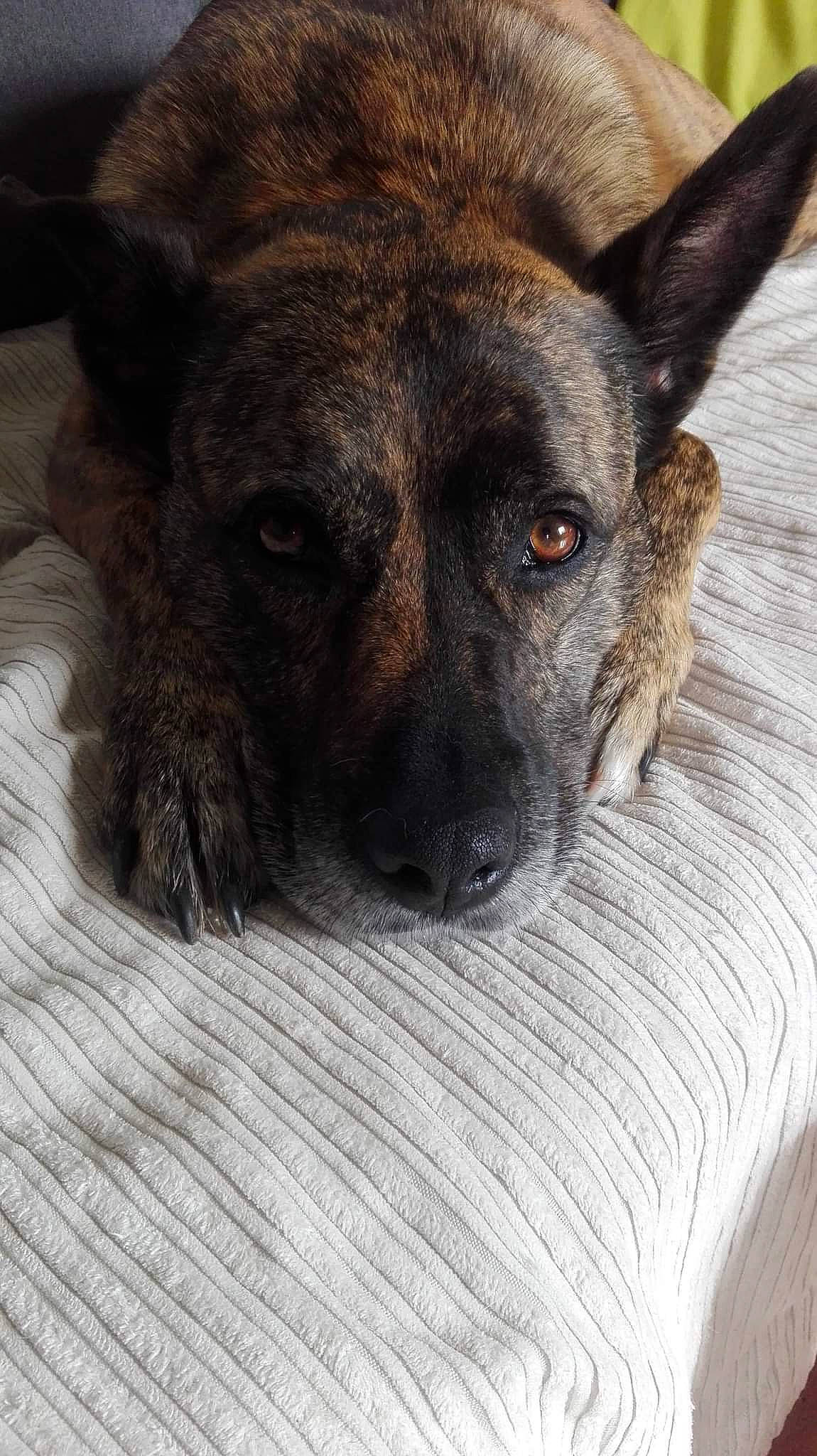 Irka participe au concours pour gagner de l'argent avec cette photo : canidae, carnivore, companion_dog, dog, dog_breed, ear, eye, fawn, fur, german_shepherd_dog, herding_dog, paw, snout, sporting_group, street_dog, terrestrial_animal, whiskers, wood, working_animal, working_dog