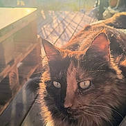 Cahuète participe au concours pour gagner de l'argent avec cette photo : animal, car, cat, closeup, cushion, daylight, ears, feline, fur, garden, outdoor, pet, portrait, relaxing, seat, shadow, sunlight, tortoiseshell, whiskers, wood