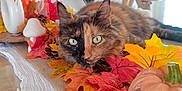 Cahuète a rejoint le concours — aidez-le/la à gagner de superbes lots ! autumn, cat, cozy, decor, fall_leaves, home, indoor, orange, pet, pinecone, plant, pumpkin, red, relaxing, table, table_runner, tortoiseshell_cat, vase, wood, yellow