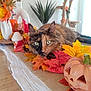 cat, tortoiseshell_cat, autumn, fall_leaves, pumpkin, pinecone, table, table_runner, decor, indoor, plant, vase, wood, orange, yellow, red, relaxing, cozy, pet, home