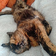 Cahuète participe au concours pour gagner de l'argent avec cette photo : cat, tortoiseshell, sleeping, relaxed, fluffy, pet, animal, whiskers, feline, cozy, blanket, soft, cute, domestic, resting, indoor, fur, nap, comfort, closeup