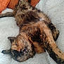 cat, tortoiseshell, sleeping, relaxed, fluffy, pet, animal, whiskers, feline, cozy, blanket, soft, cute, domestic, resting, indoor, fur, nap, comfort, closeup
