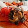 cat, tortoiseshell, pet, animal, feline, indoor, cozy, blanket, pumpkin, cushion, orange, brown, fur, whiskers, relaxed, cute, home, decor, soft, resting