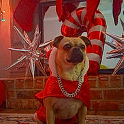 Emma joined the competition — help win amazing prizes! dog, holiday_outfit, chain_necklace, fireplace, silver_star_ornaments, candy_cane_balloon, balloons, holiday_lights, brick, carpet, window_blinds, decorations, indoor, pet, festive, celebration, red, silver, cozy, cute