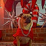 dog, holiday_outfit, chain_necklace, fireplace, silver_star_ornaments, candy_cane_balloon, balloons, holiday_lights, brick, carpet, window_blinds, decorations, indoor, pet, festive, celebration, red, silver, cozy, cute