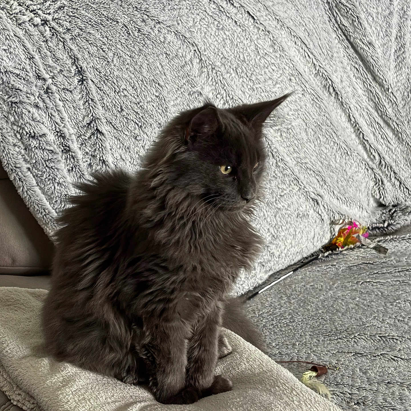 Atlas a rejoint le concours — aidez-le/la à gagner de superbes lots ! animal, blanket, cat, colorful_painting, couch, curious, domestic, feathers, feline, fluffy_fur, gray_cat, indoor, pet, relaxed, side_view, sitting, soft, texture, towel, toy