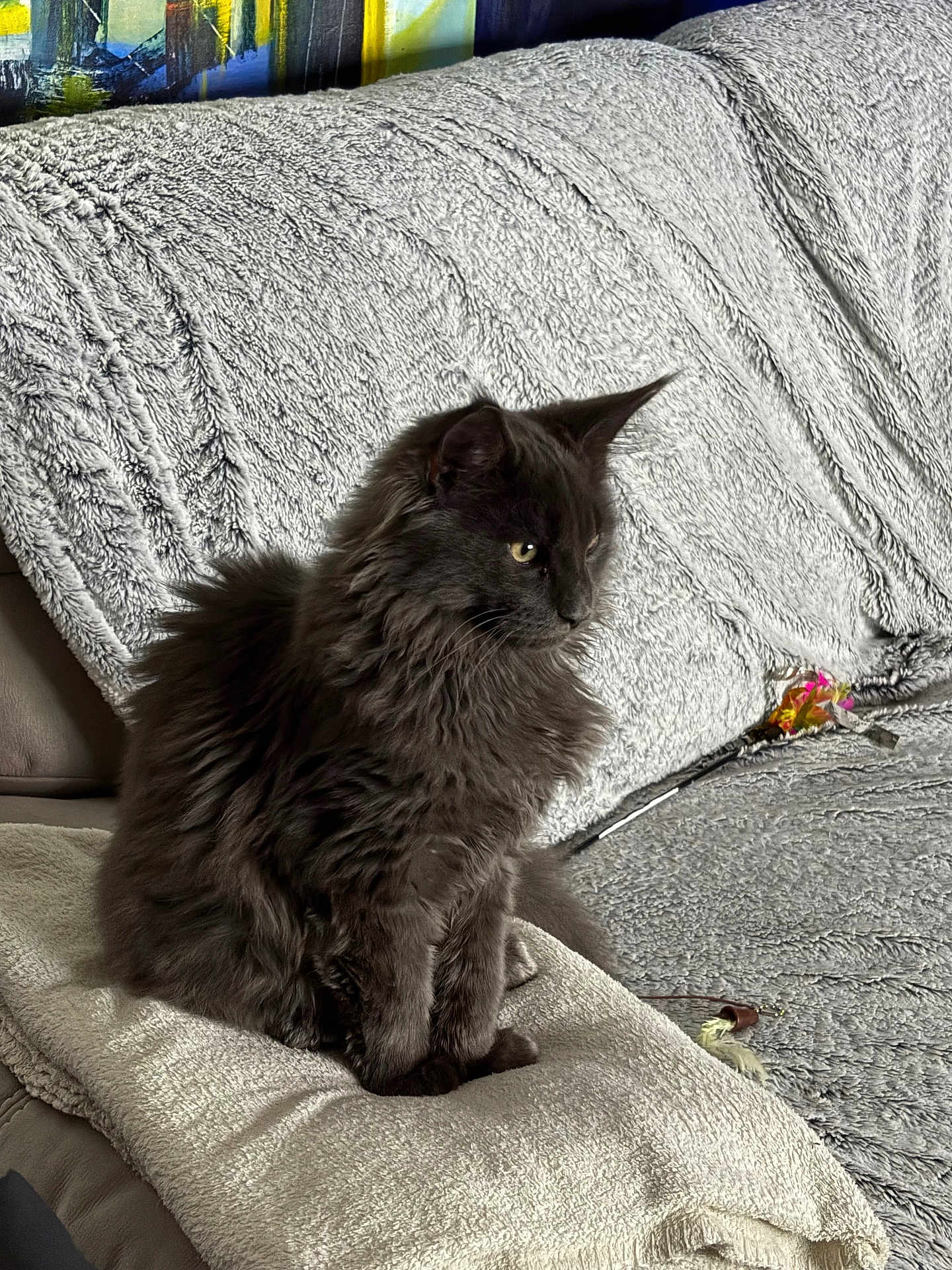 Atlas a rejoint le concours — aidez-le/la à gagner de superbes lots ! cat, gray_cat, fluffy_fur, sitting, couch, blanket, towel, indoor, pet, animal, feline, toy, feathers, colorful_painting, texture, soft, relaxed, side_view, curious, domestic