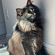 Bear is registered to the contest to win money with this photo: cat, black_cat, fluffy, long_hair, pet, indoor, sunlight, yellow_eyes, feline, animal, wall, carpet, relaxing, domestic_cat, mammal, cute, portrait, whiskers, sitting, shadow
