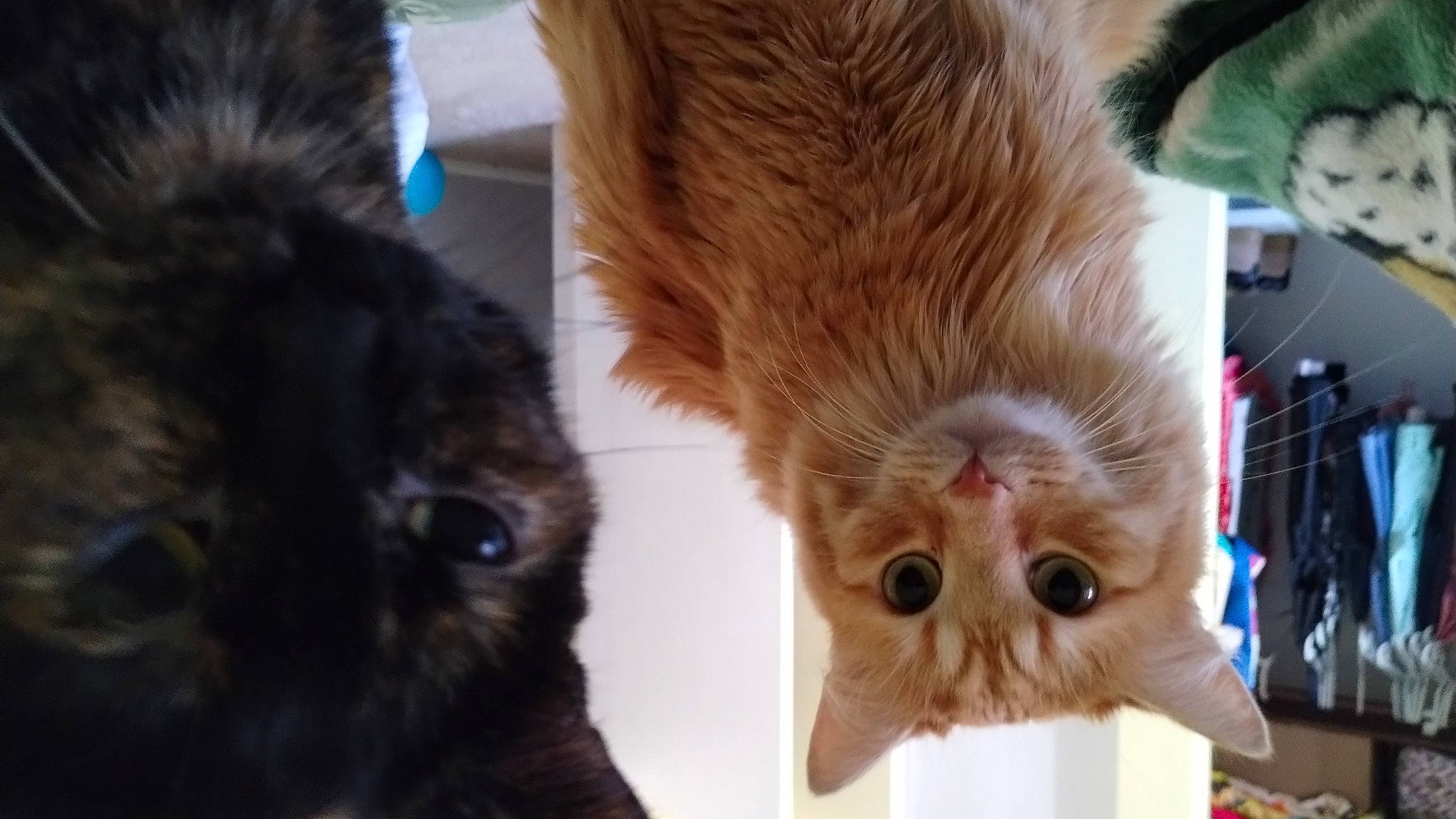 George joined the competition — help win amazing prizes! canidae, carnivore, cat, claw, companion_dog, dog_breed, domestic_short_haired_cat, ear, eyelash, fawn, felidae, liver, nose, paw, small_to_medium_sized_cats, snout, sporting_group, tail, whiskers, wood