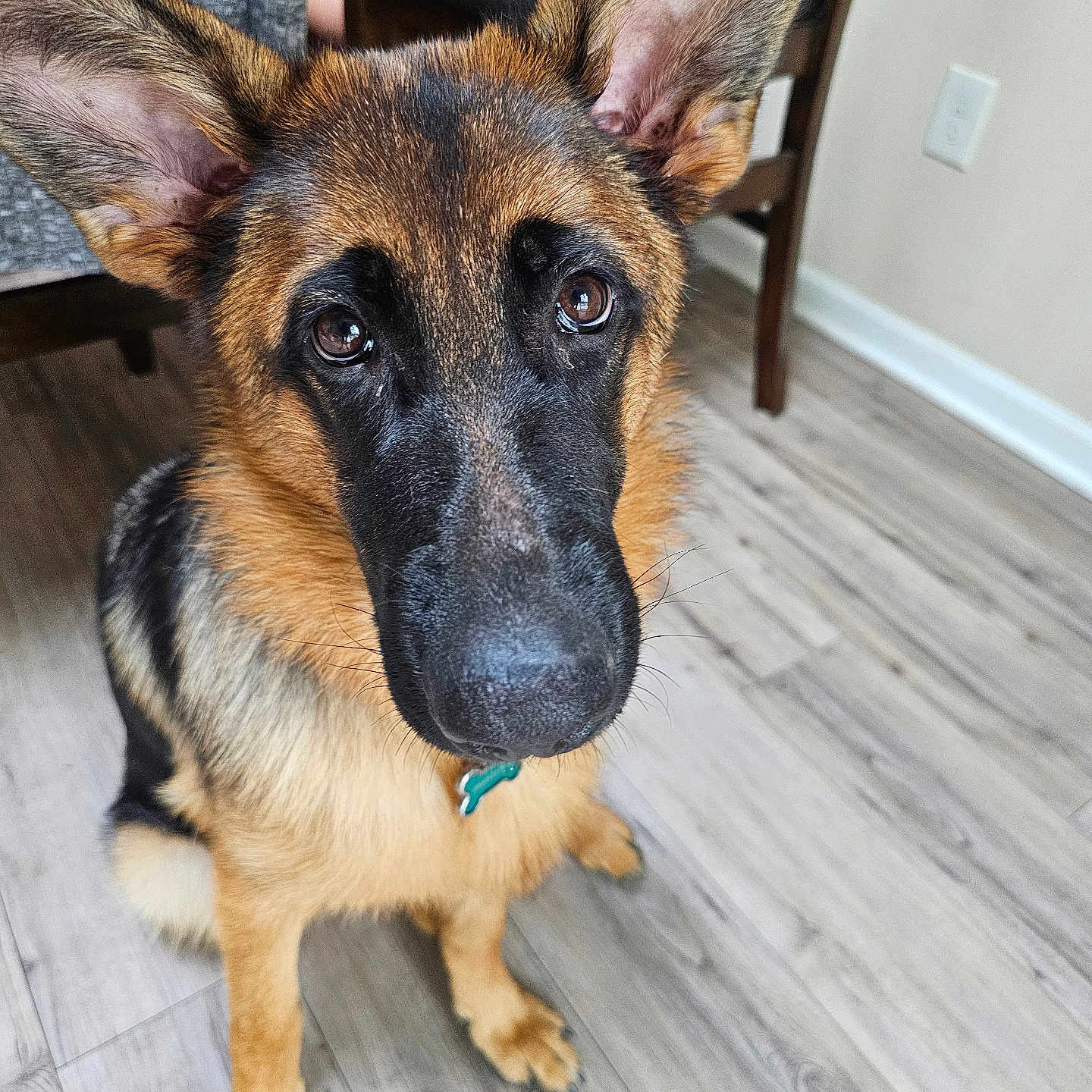 Shelby is registered to the contest to win money with this photo: animal, canine, child, dog, female, germanshepherd, girl, hardwood, hound, person, pet, policedog, puppy, snout, wood